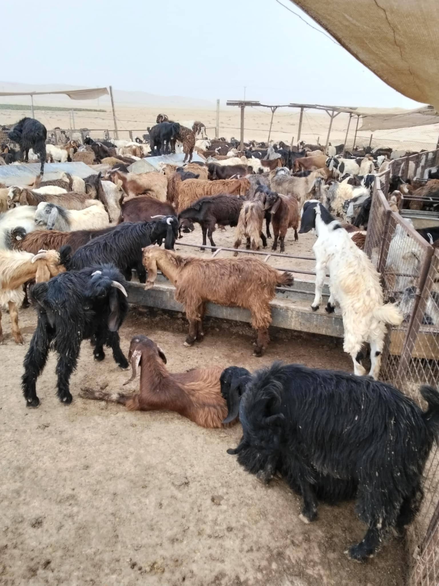 الكواليت لـ "الدار": انصح الأردنيين بشراء اللحوم السورية لأنها تشبه البلدي وأسعارها أقل بقليل