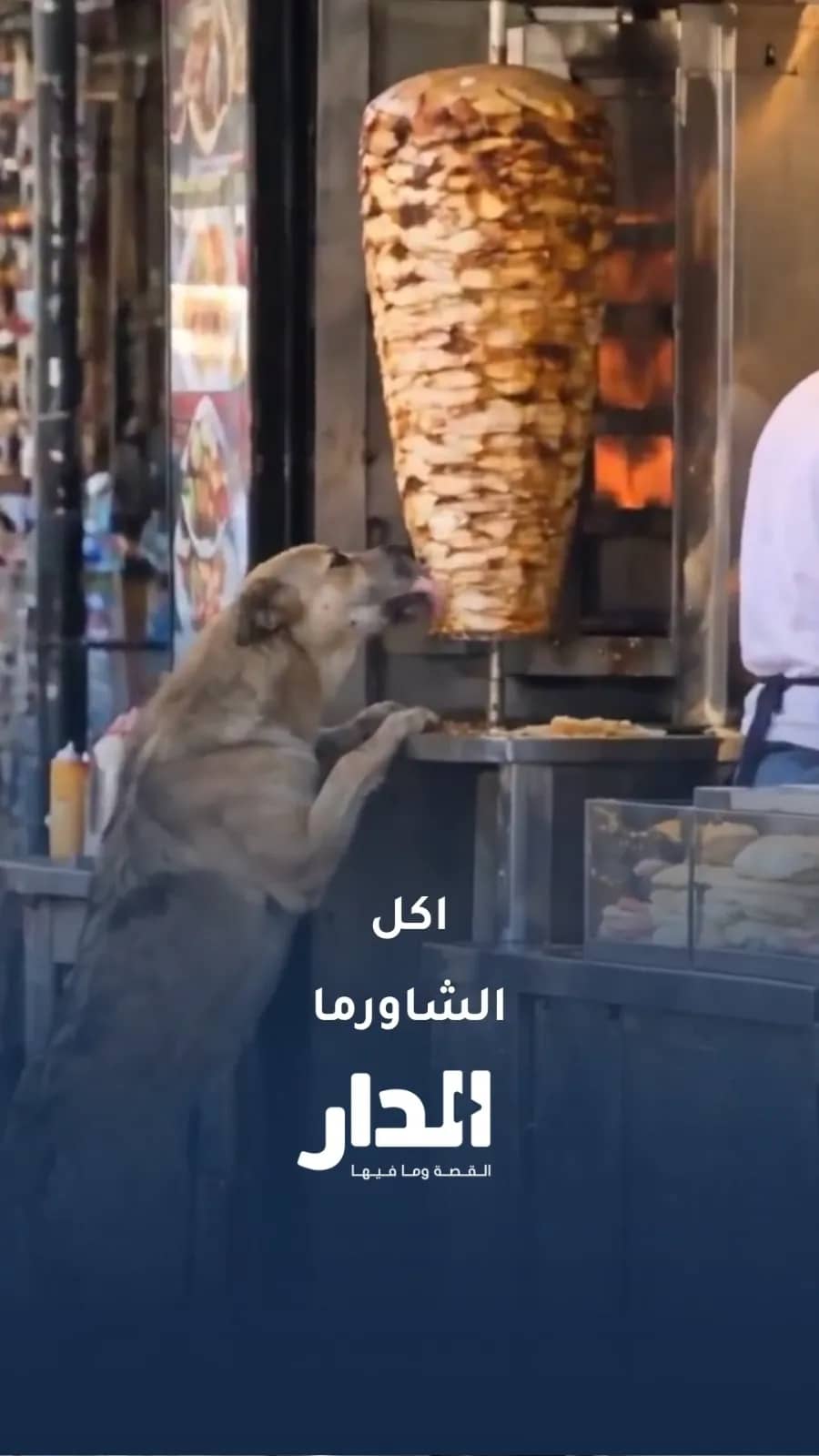 مشهد مقزز.. كلب يلعق سيخ الشاورما في مطعم
