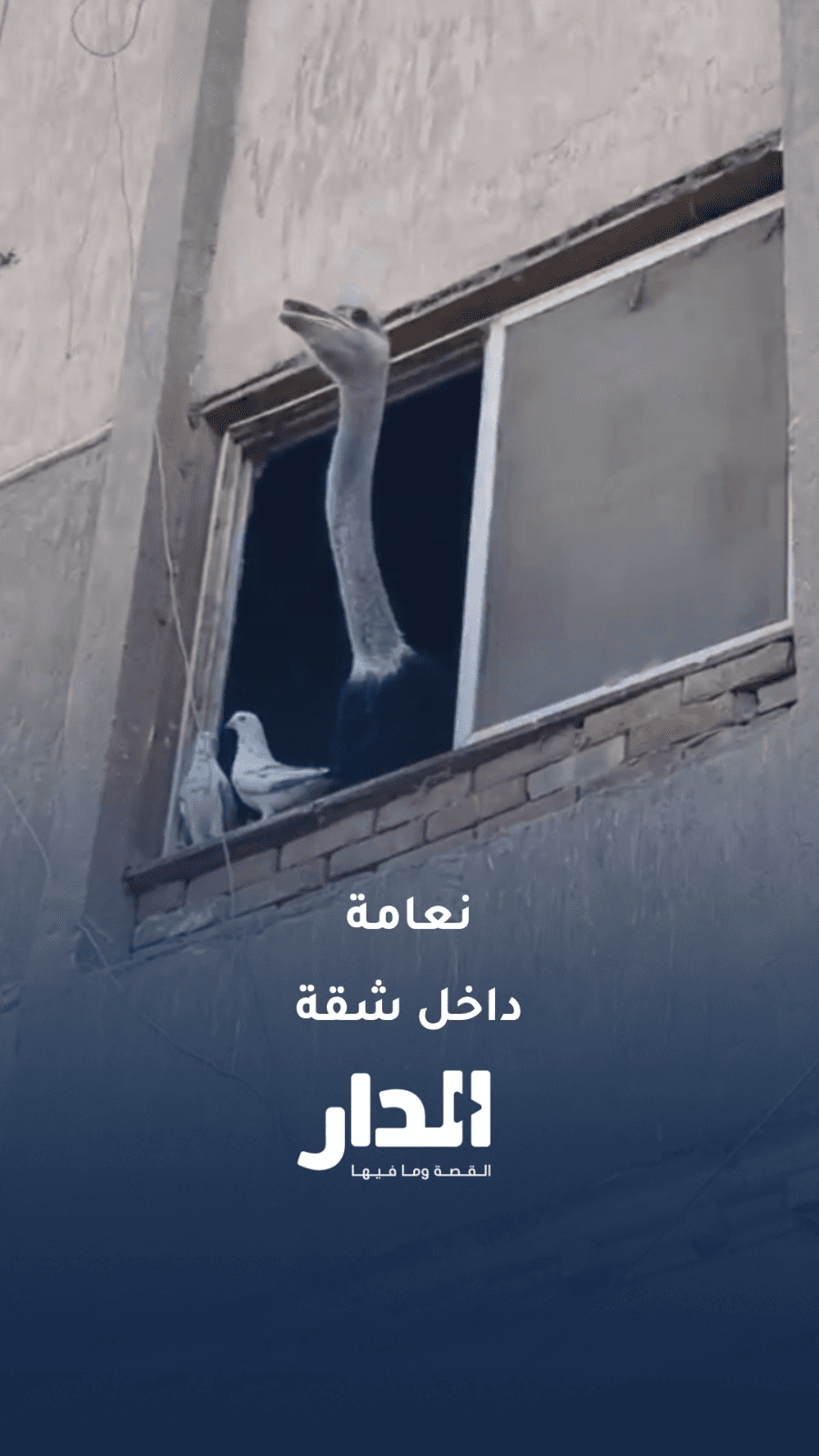نعامة تطل من نافذة شقة سكنية في مصر