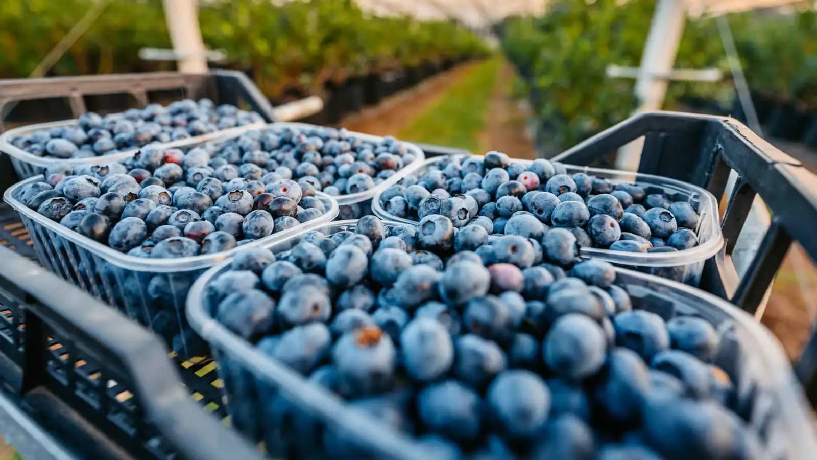 صبغة أرجوانية بفوائد ذهبية.. ما الذي يميز التوت الأزرق؟