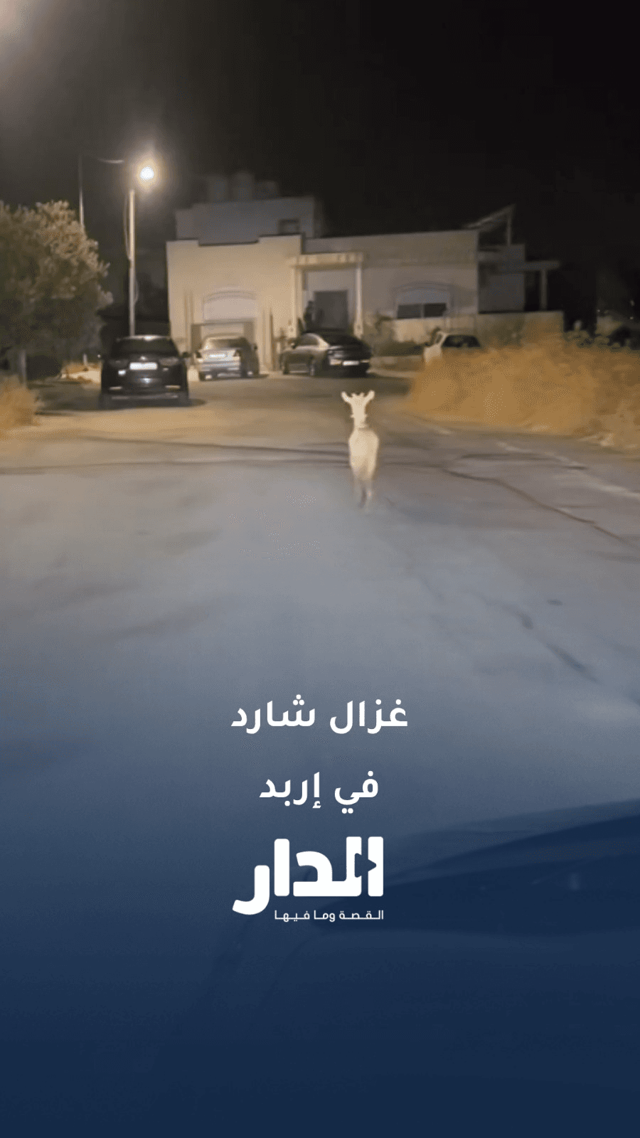 غزال شارد في إربد