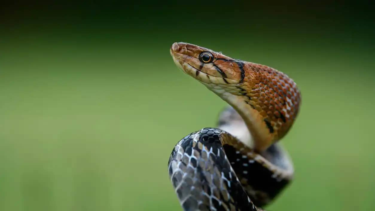 ثعبان ضخم يثير الذعر في مطار مومباي قبل أن تتدخل فرق الإنقاذ