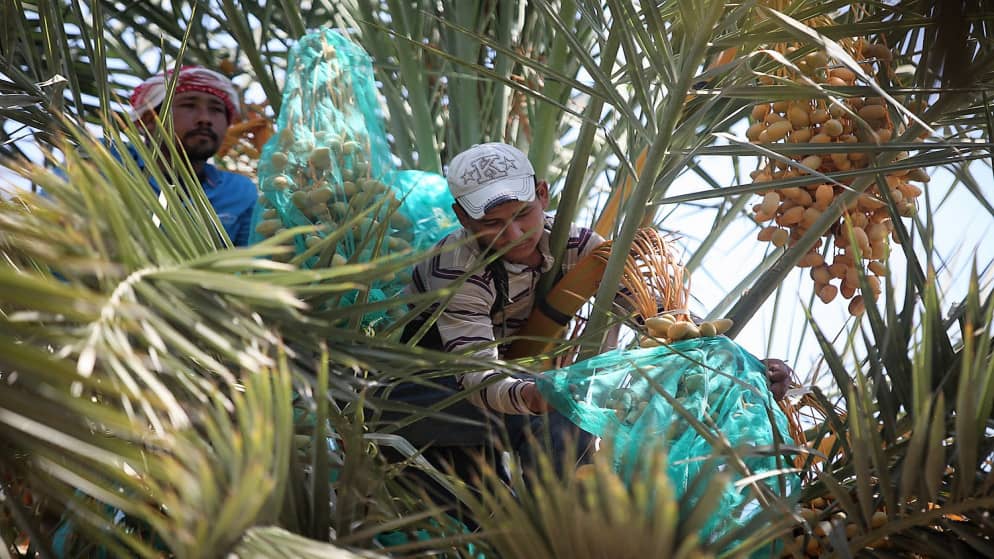 مديرية زراعة الأزرق تنفذ حملة لمكافحة سوسة النخيل الحمراء