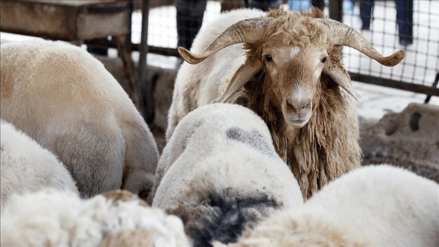 خطة رقابية شاملة استعداداً لعيد الأضحى