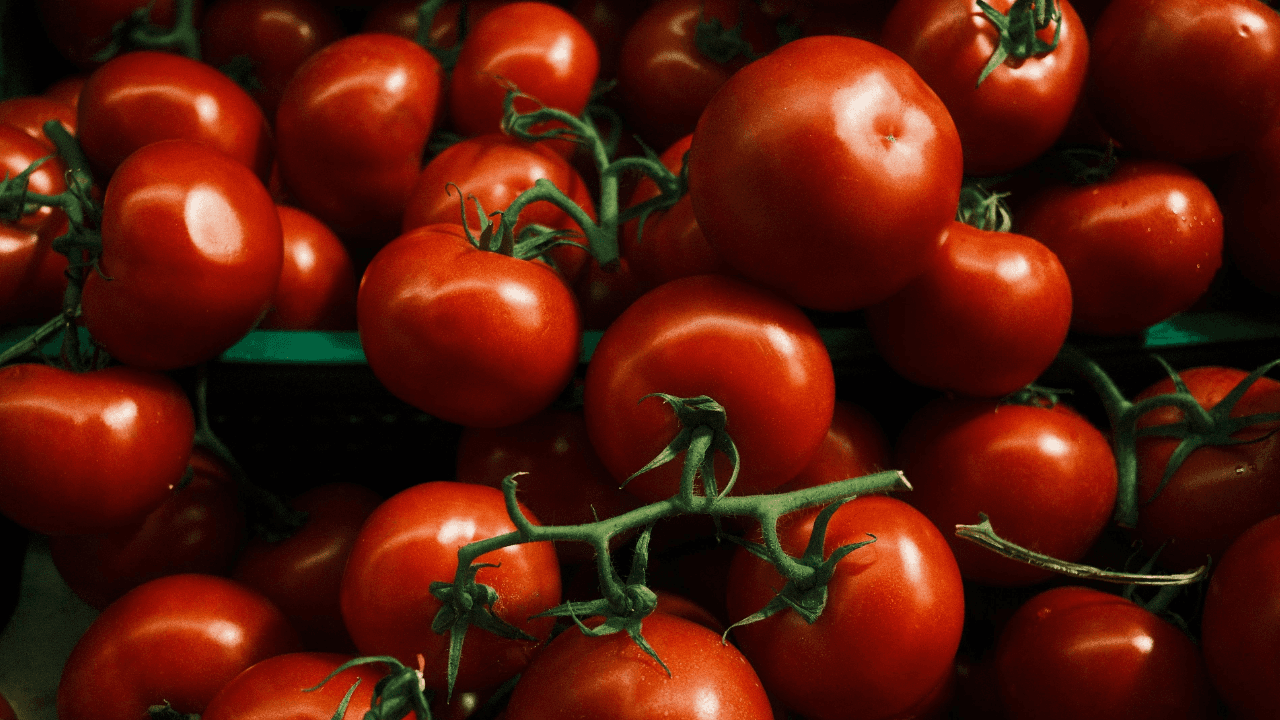 أزمة البندورة بالأسبوع الأخير من رمضان.. الزراعة تكشف سبب ارتفاع الأسعار