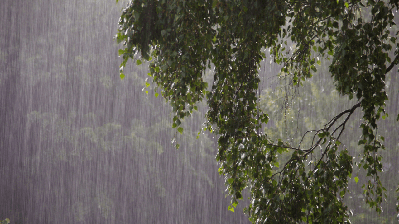 طقس بارد حتى السبت وأمطار متوقعة الخميس