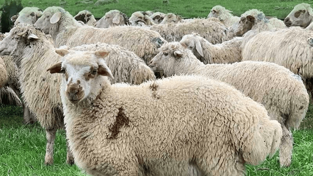 العراق يعيد شحنة أغنام جورجية بسبب الحمى القلاعية