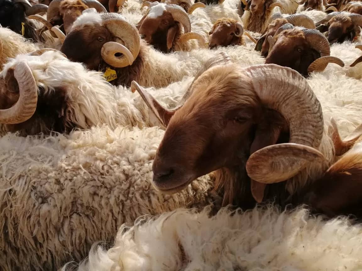 زراعة البادية الشمالية الغربية: ترقيم 43 ألف رأس من الماشية وإصدار 150 دفتر حيازة