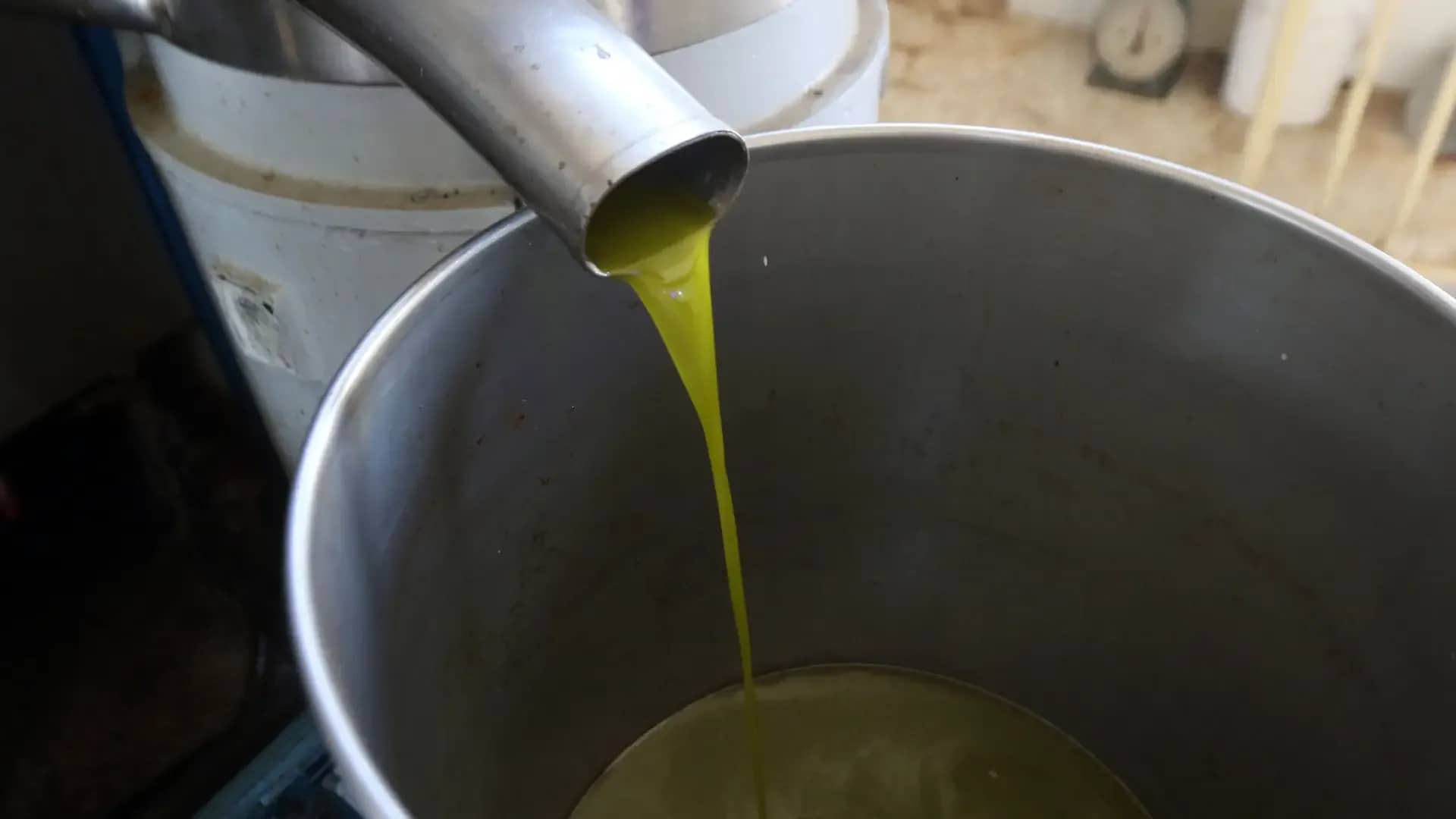 نقيب أصحاب المعاصر: نلاحق كافة أساليب الغش في زيت الزيتون