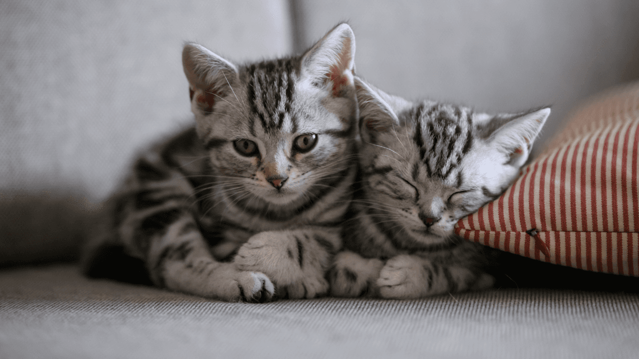 طبيبة بيطرية: نحو 60 دينارًا تكلفة المطاعيم الأولية للقطط في الأردن