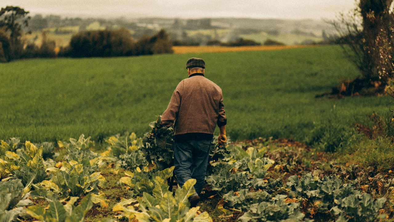 مذكرة نيابية لإنشاء غرفة زراعية لتعزيز الأمن الغذائي وتنظيم قطاع المزارعين في الأردن
