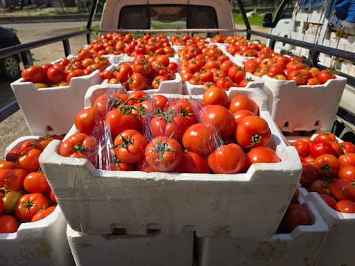 مواطنون: سعر البندورة ما زال مرتفعا واتحاد المزارعين يرد: بسبب درجات الحرارة