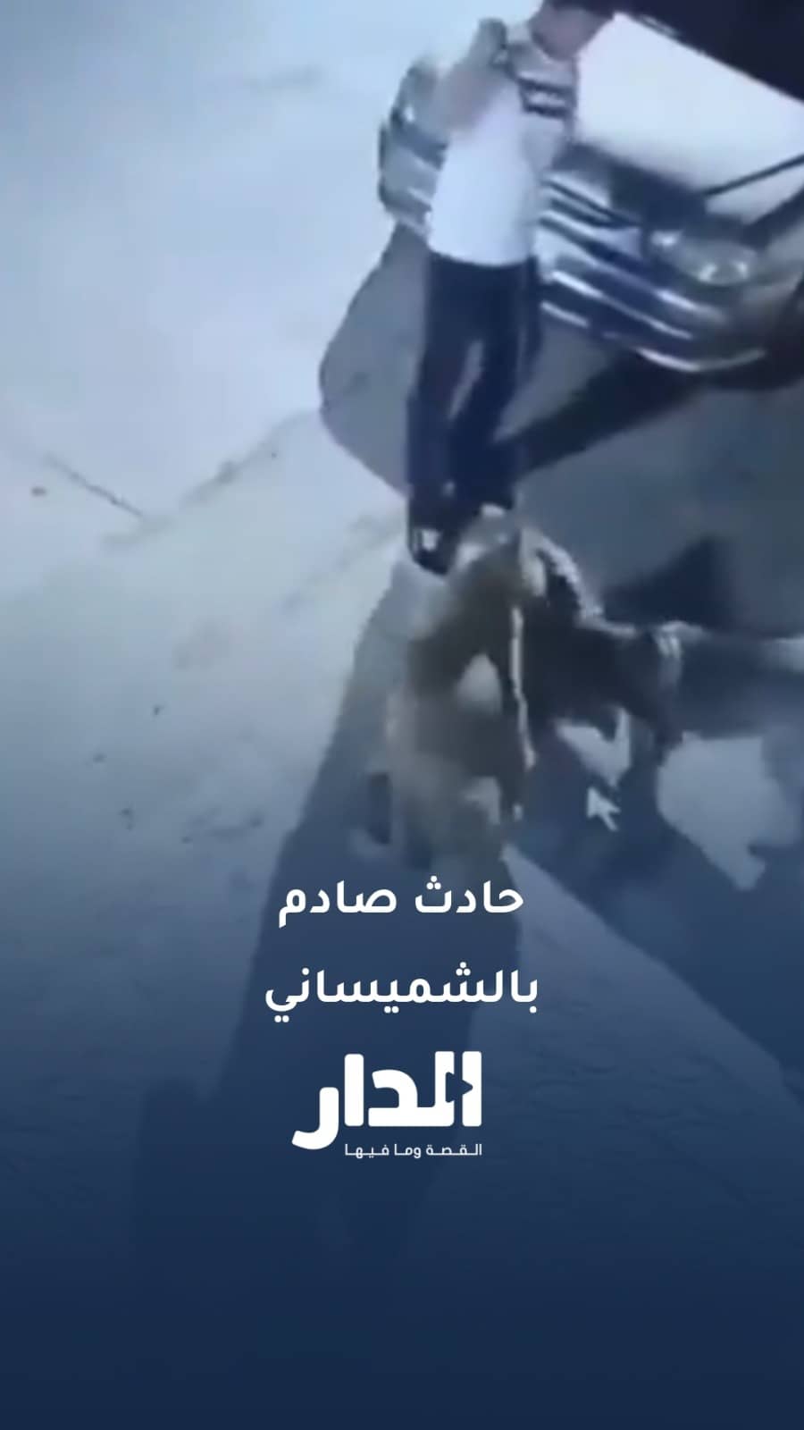 شاب يطلق كلبين على قطة مرضعة وينهشانها في الشميساني