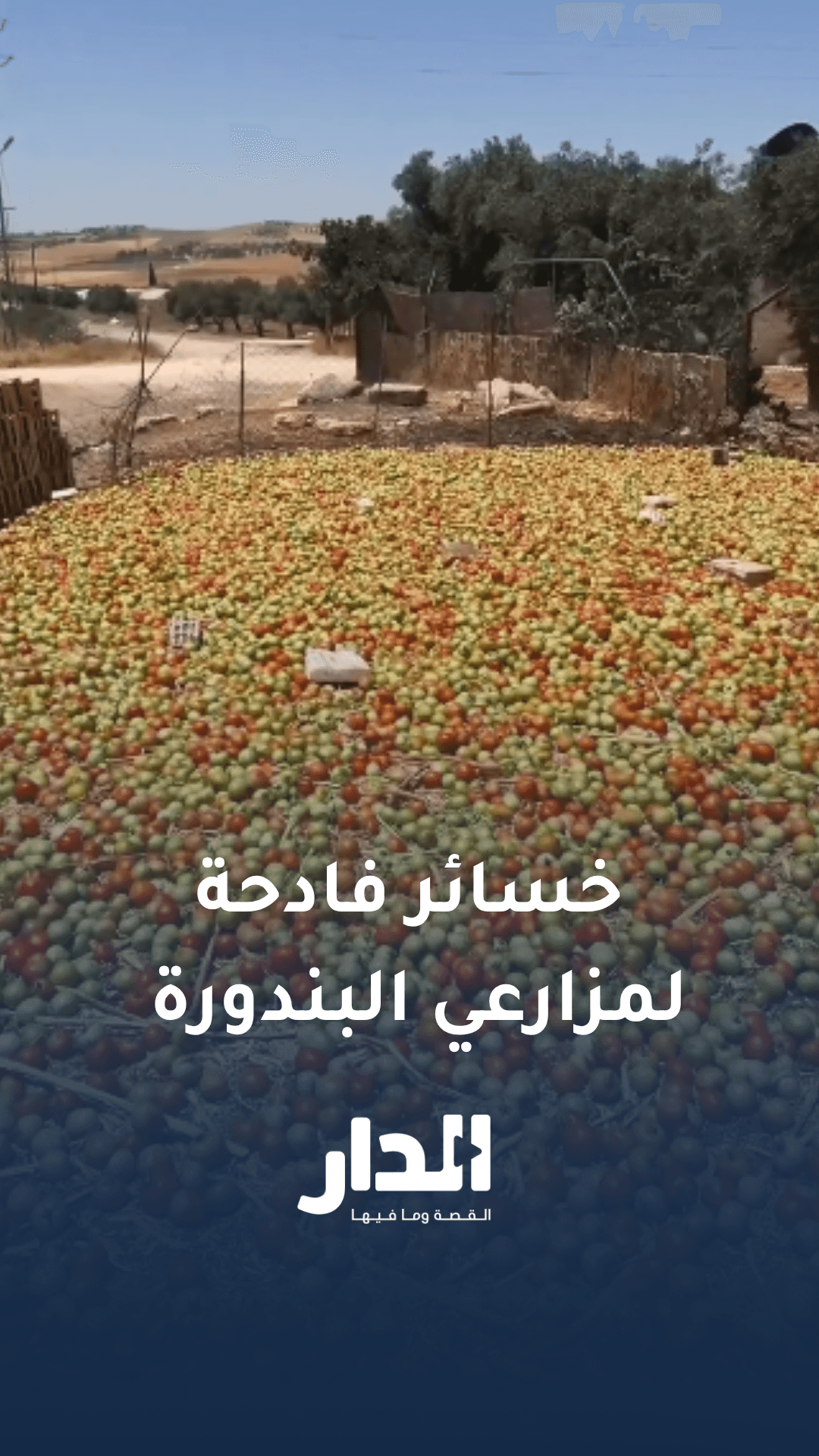 "الله يعوض عليك يا مزارع".. خسائر فادحة لمزارعي البندورة وإتلاف المحصول