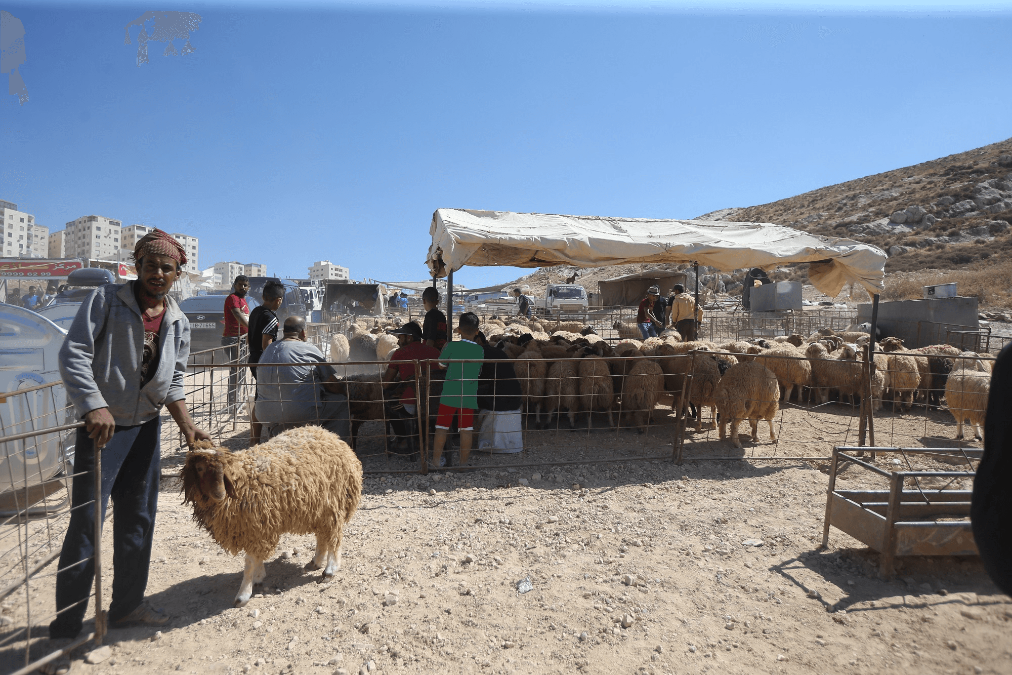بلدية السلط تؤكد منع إقامة حظائر الأضاحي على طريق السرو
