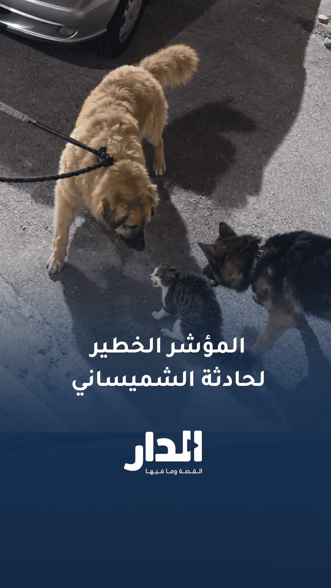 خبيرة نفسية تكشف المؤشر الخطير لحادثة إطلاق كلاب لنهش قطة في الشميساني