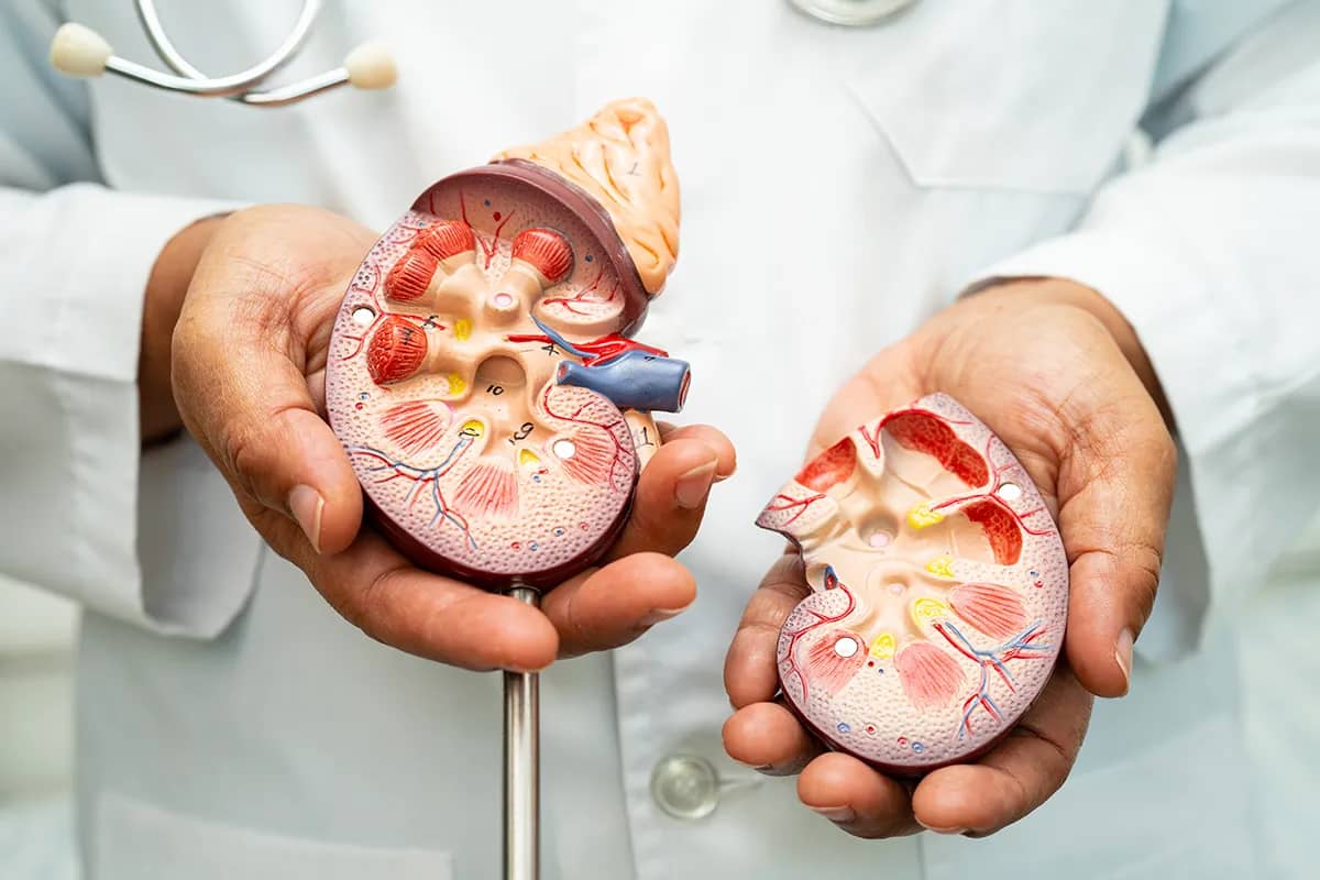 باحثون: عصر ذهبي لطب الكلى ينهي حقبة "الانهيار الحتمي" ويفتح آفاق الشفاء