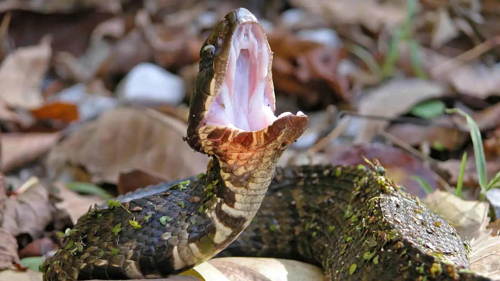 أفعى "قطنية الفم" تحوّل شهر عسل إلى رحلة صراع مع الموت