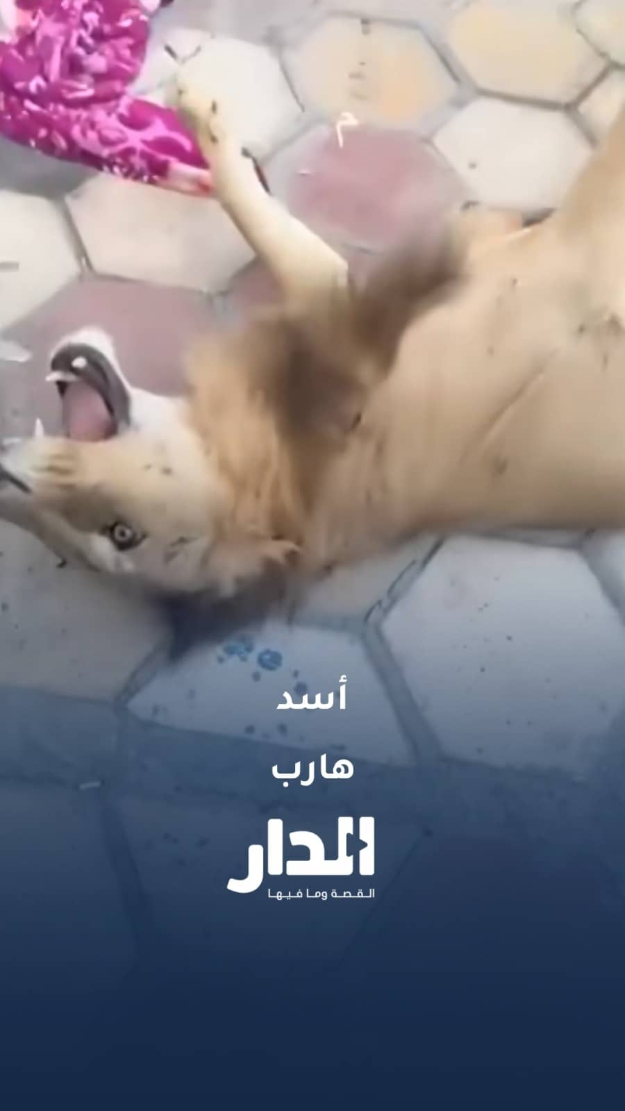 هروب أسد من منزل يثير الهلع في العراق