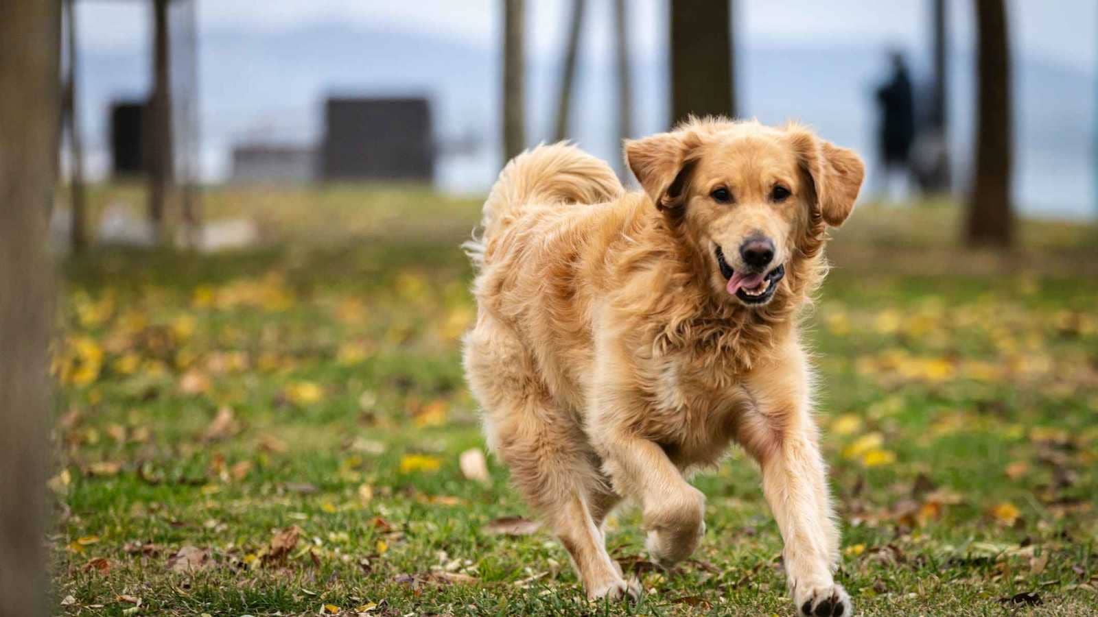 نصف مليون دولار "تعويض" بعد قتل شرطي لكلب أليف