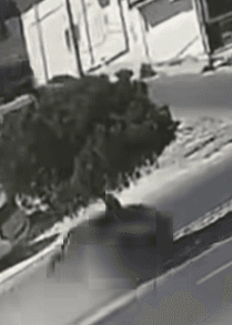 فقدان السيطرة على مركبة يسبب اصطدامًا بشجرة