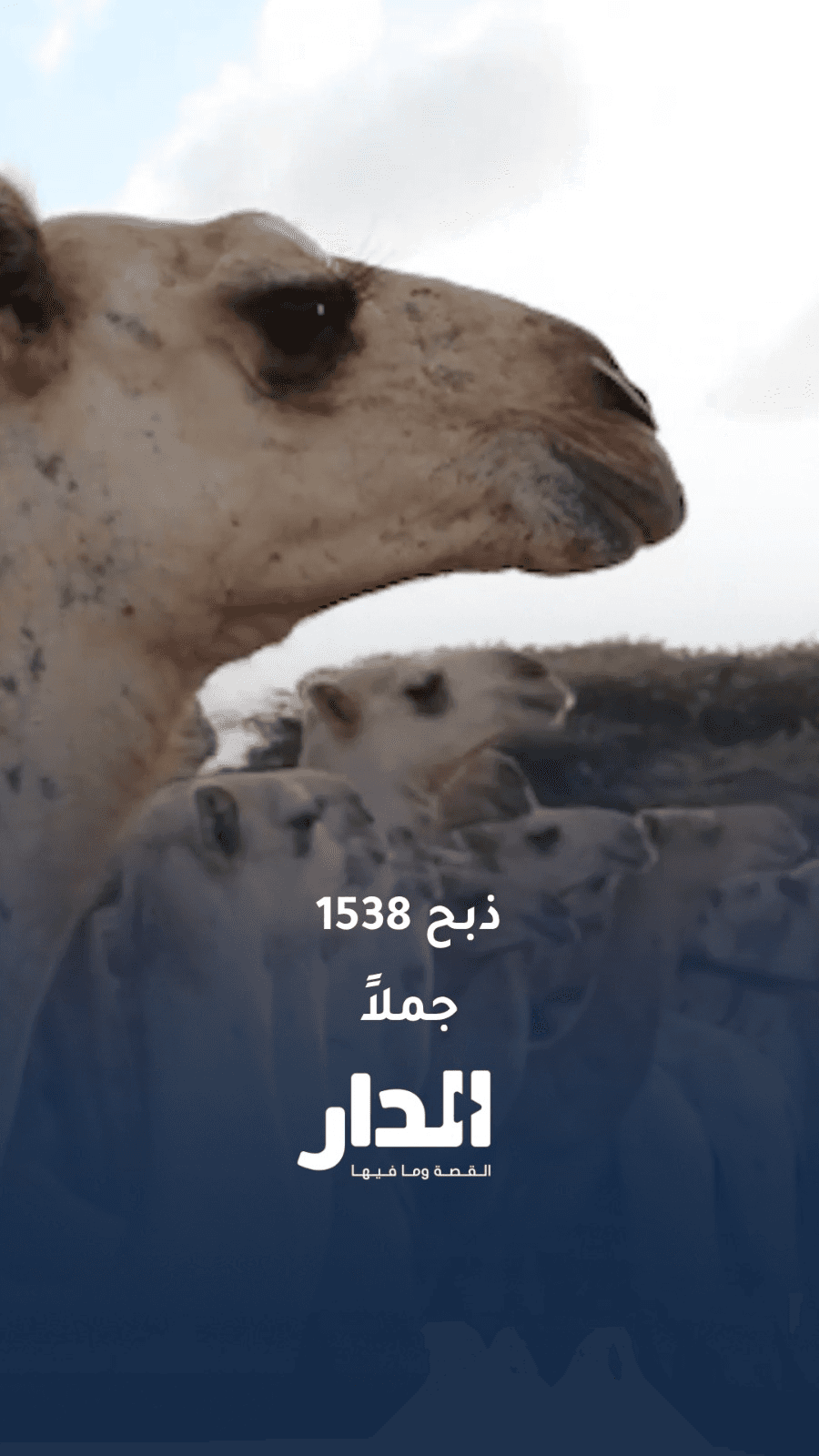 1538 جملاً على موعد مع الذبح في الصومال