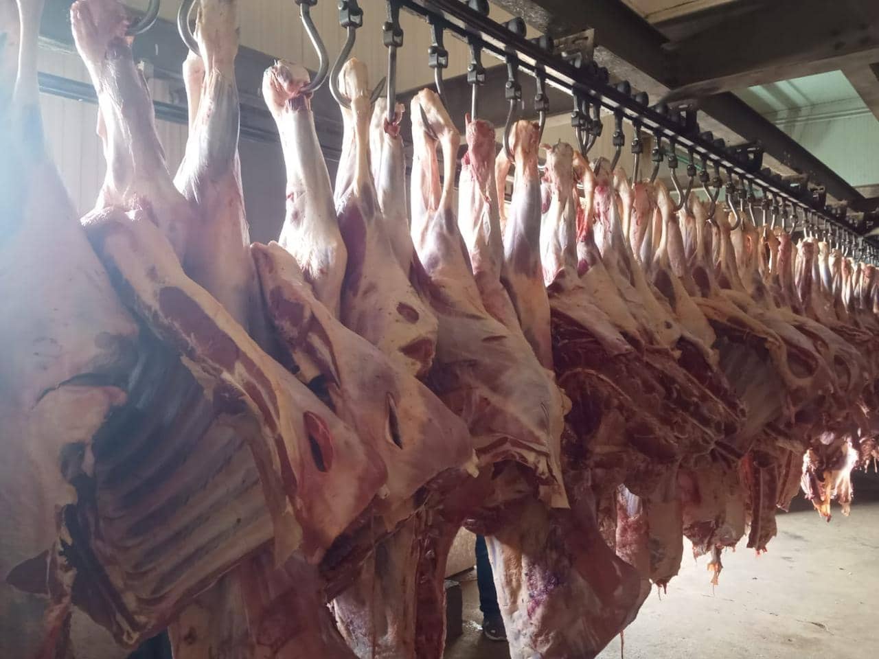 وزارة الزراعة تُعلن استئناف استيراد اللحوم الطازجة من مسلخ الزبلطاني بدمشق