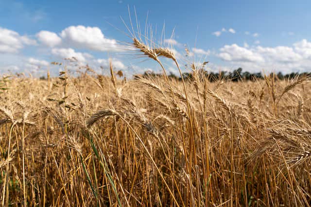 السعودية تطرح مناقصة لشراء 710 آلاف طن من القمح عبر البحر الأحمر