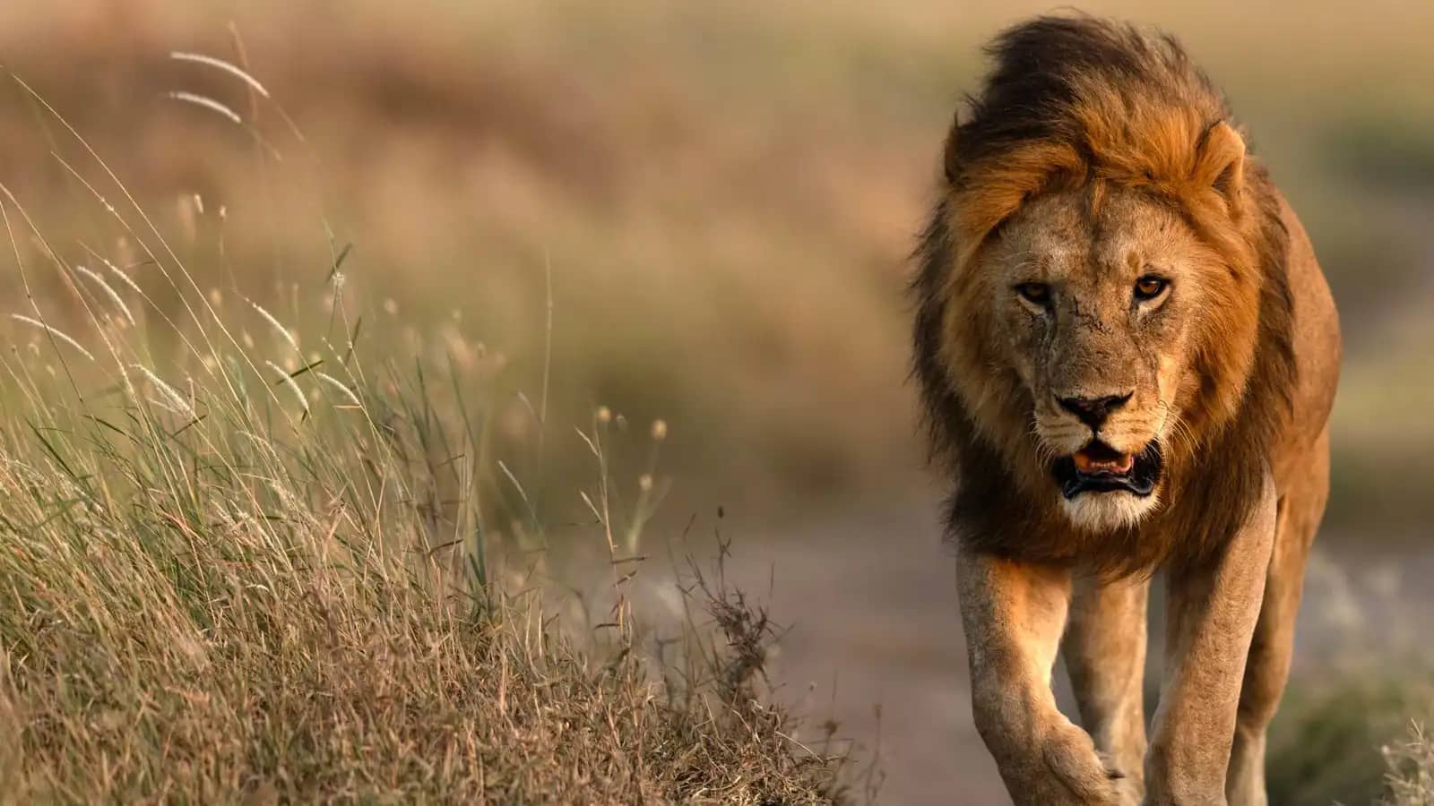 سباق مع الزمن.. إنقاذ "أسد الهند" من غياهب بئر زراعية في عملية بطولية