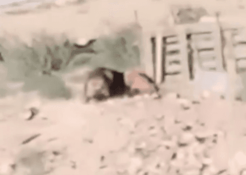 ما حقيقة رصد “أسد سائب” في أذرح؟ فيديو يثير الجدل