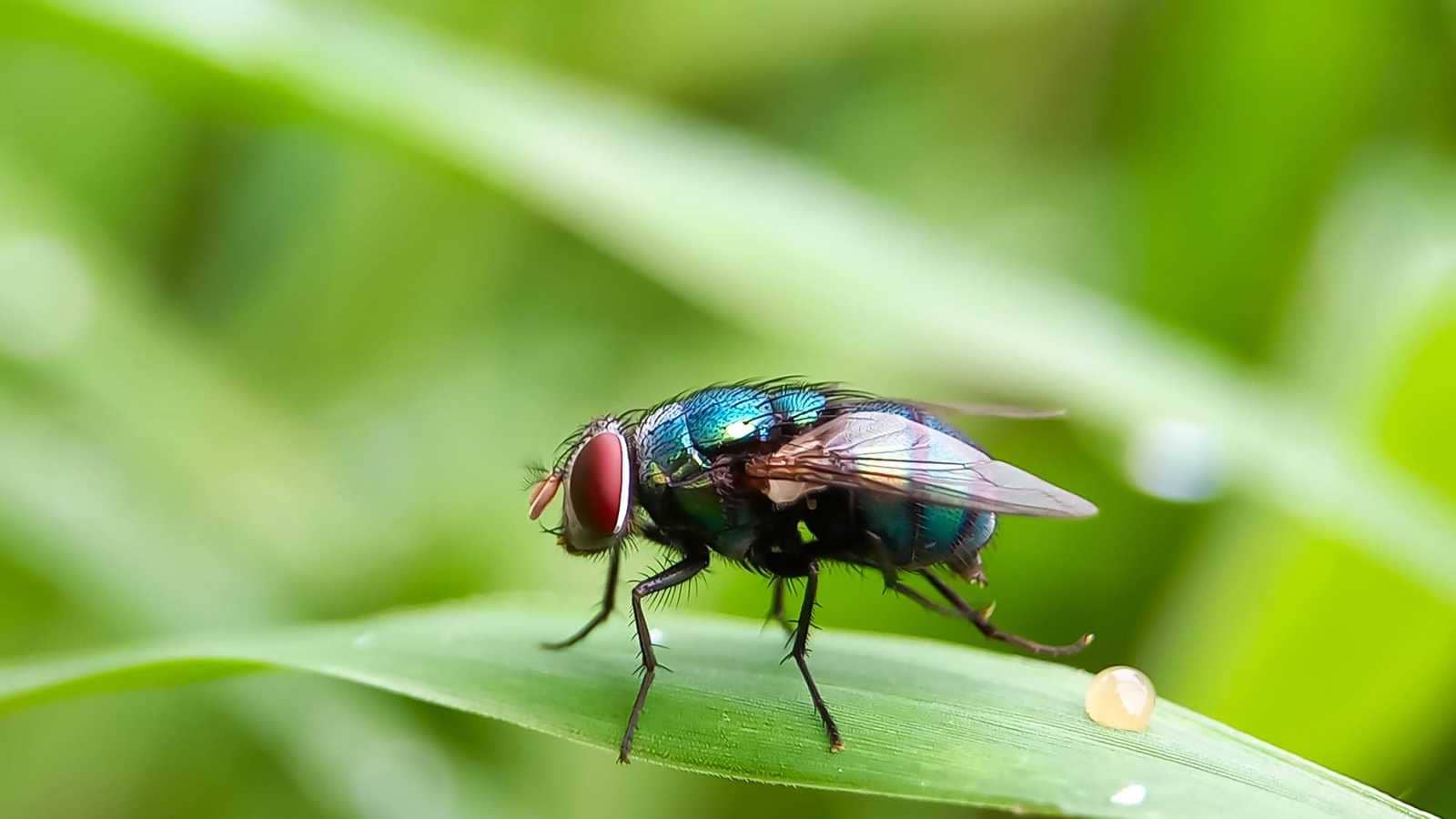 إليك ما سيحدث عندما يضع الذباب بيضه على جرحك