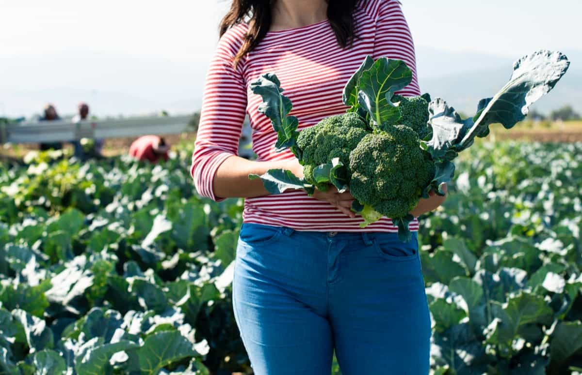 الزراعة تمنح بروكلي "كيليمانجارو" موافقة لحمايته.. تفاصيل