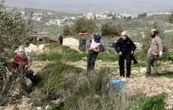 نصفها مرتبط بموسم الزيتون: "أوتشا" توثق 71 هجوما للمستعمرين في الضفة خلال أسبوع