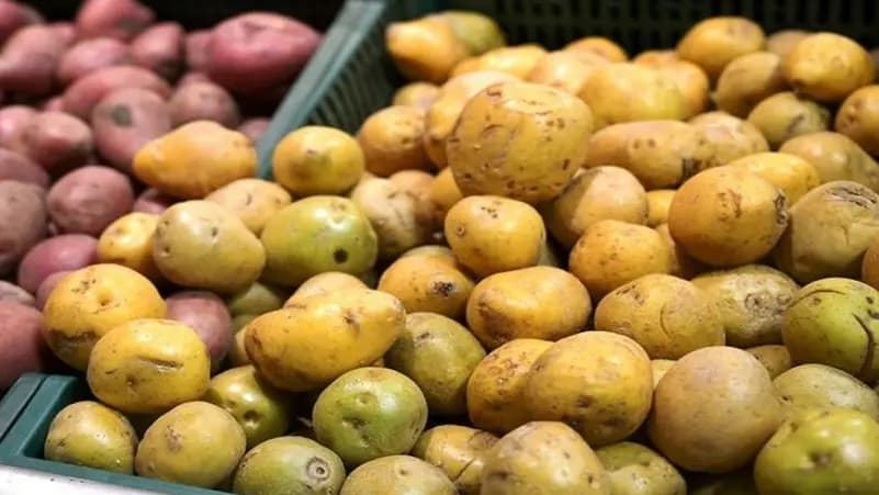احذر.. أشعة الشمس تحول "البطاطس الخضراء" إلى خطر سام