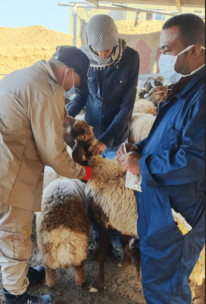 بدء حملة الترقيم الإلكتروني للمواشي في الأغوار الشمالية