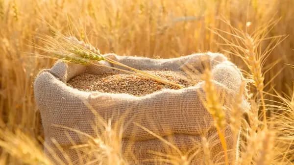 طرح عطاء لشراء كميات من القمح للمرة الثانية