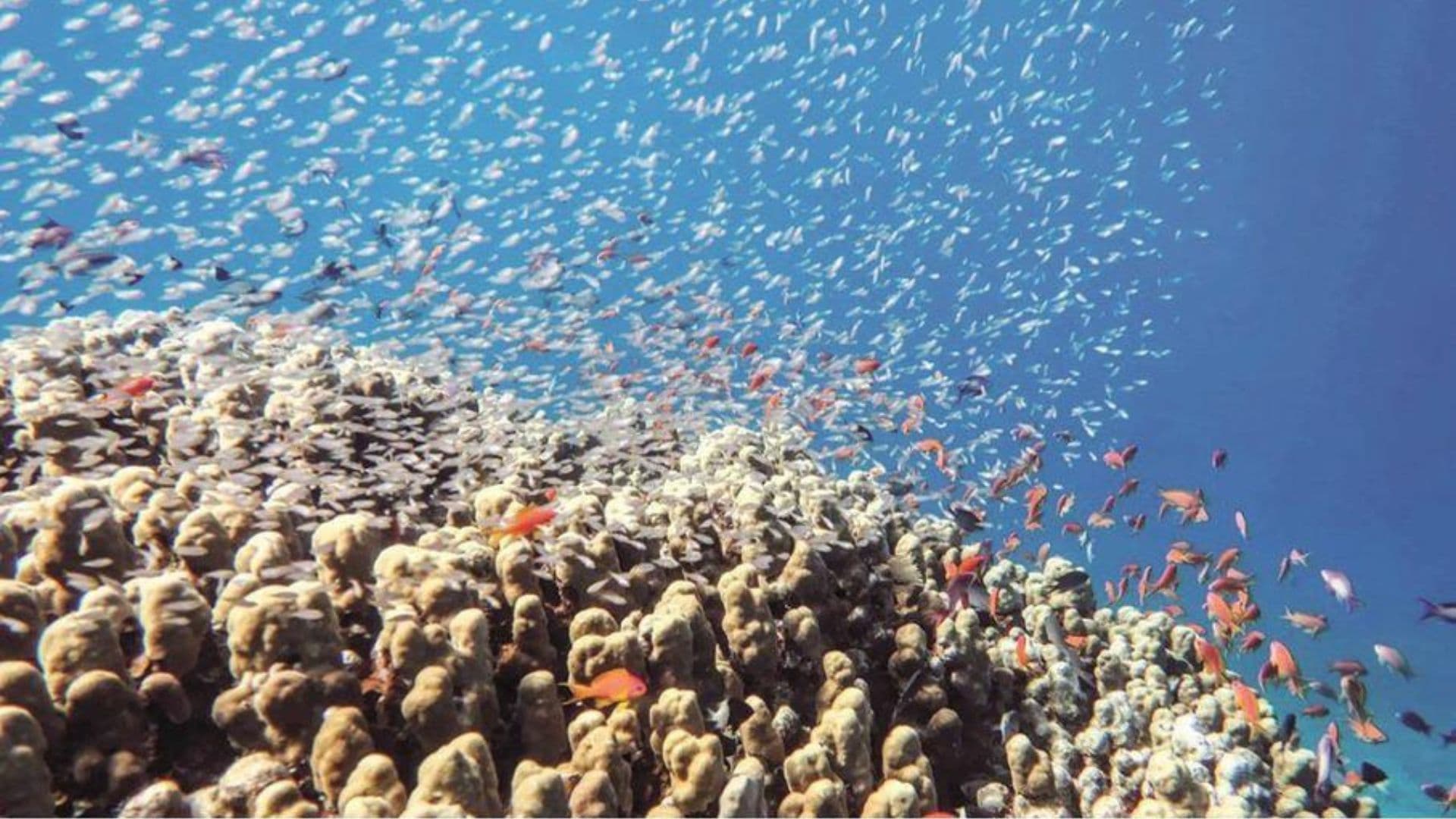 إدراج محمية العقبة البحرية على القائمة الخضراء للاتحاد الدولي لحماية الطبيعة