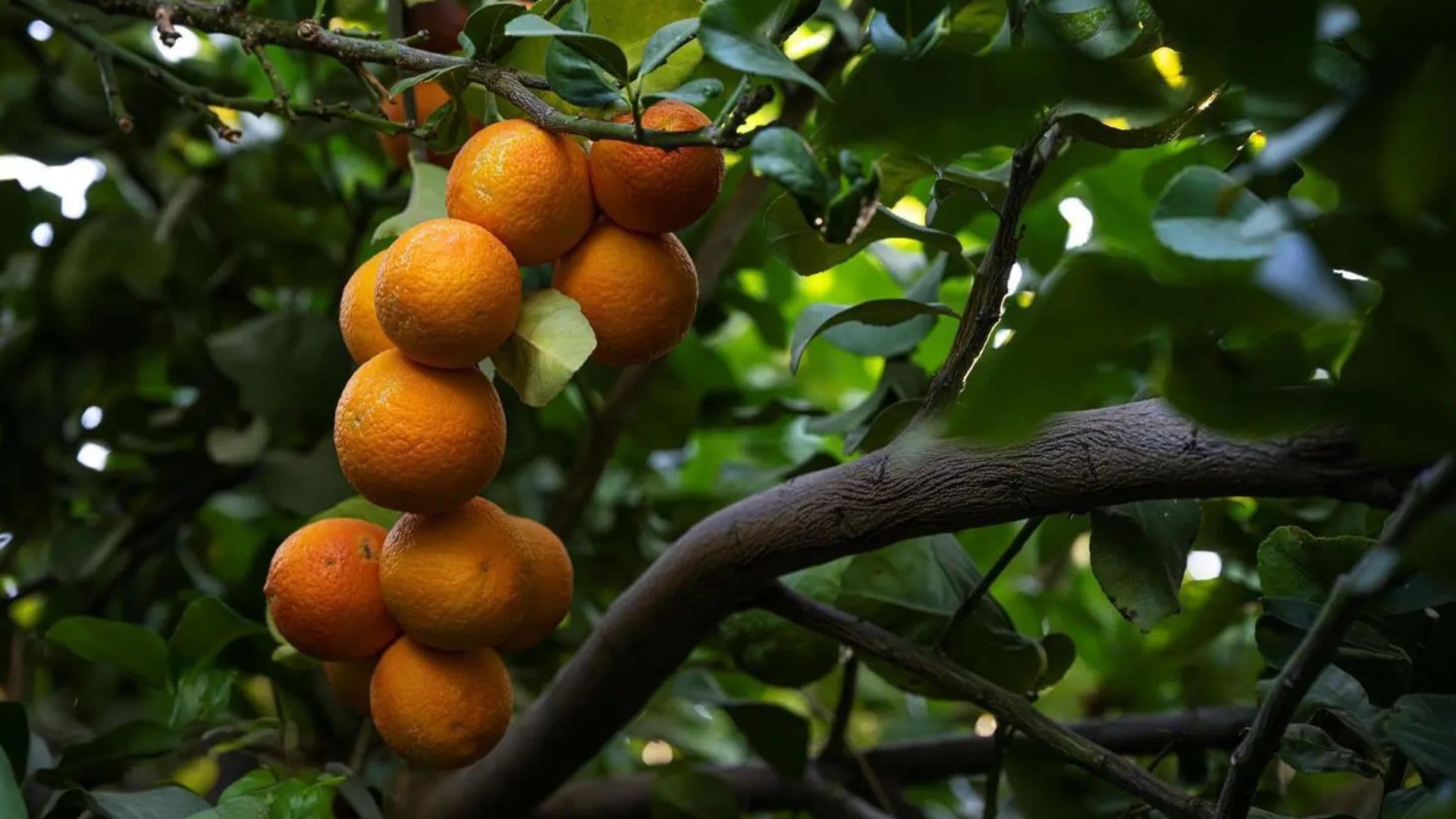 “نجران تعزز إنتاجها من البرتقال عالي الجودة لتعزيز الأمن الغذائي المحلي”