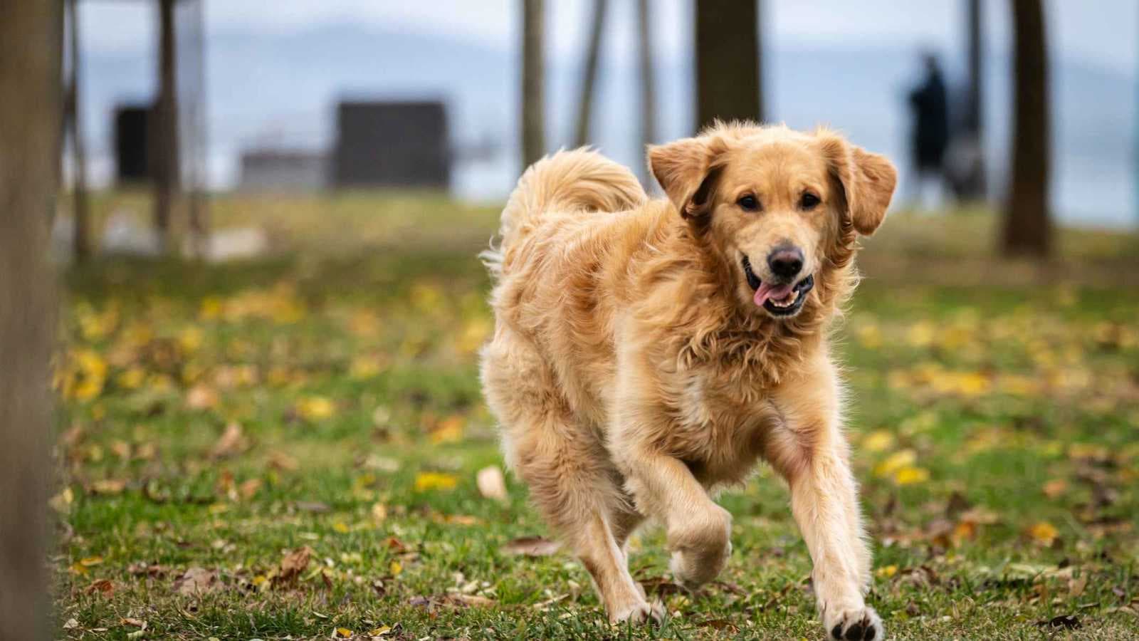 نصف مليون دولار "تعويض" بعد قتل شرطي لكلب أليف