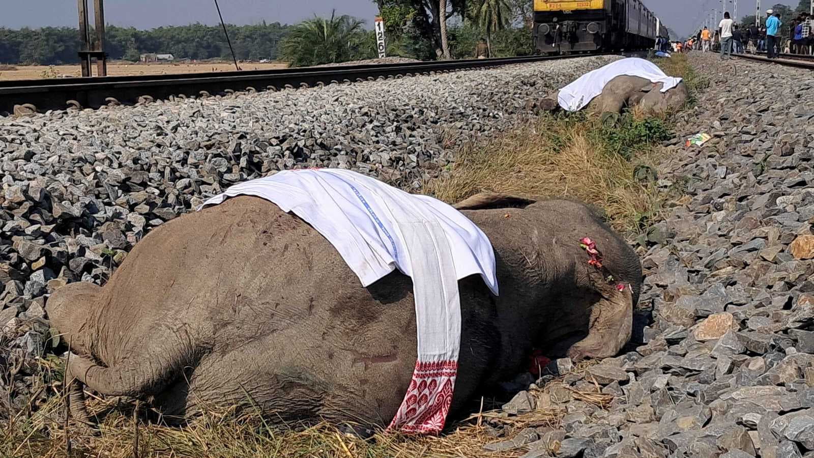 الهند تشهد مقتل 7 أفيال بعد اصطدامها بقطار