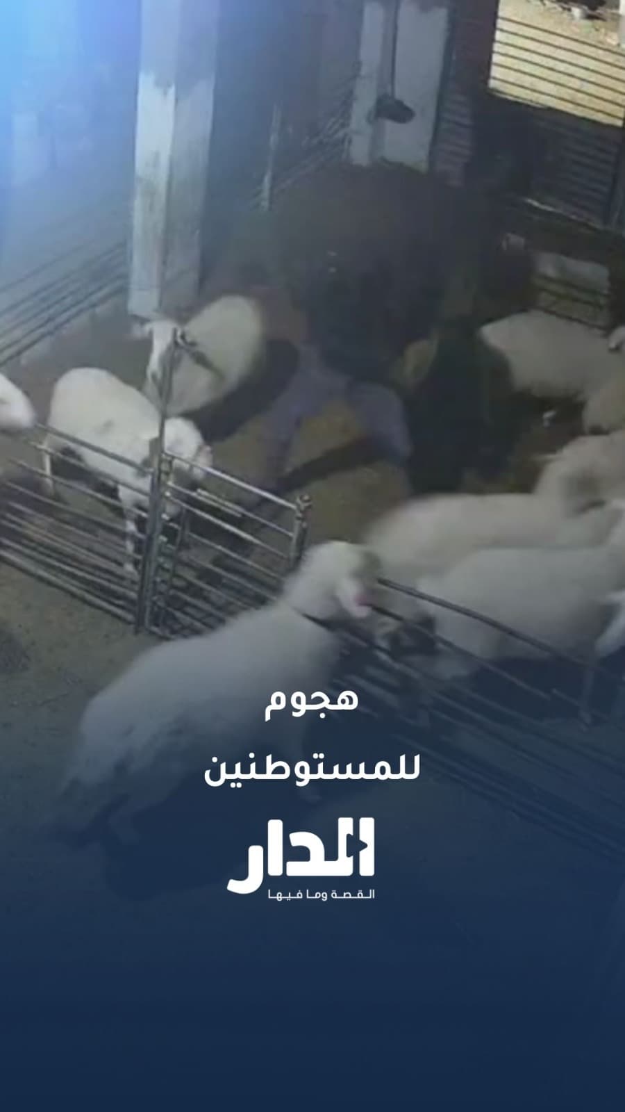 مستوطنون يهاجمون كل شيء حتى الحيوانات