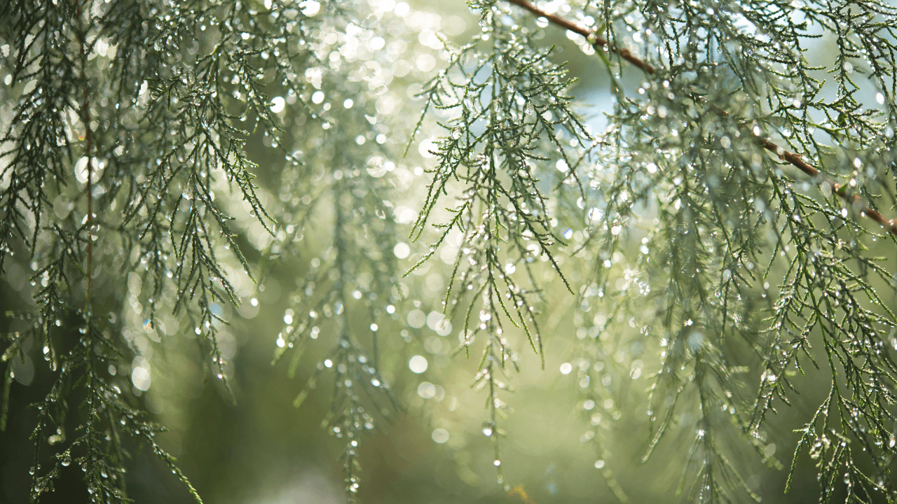 زراعة البادية الشمالية الغربية تدعو لاتخاذ إجراءات احترازية خلال المنخفض الجوي
