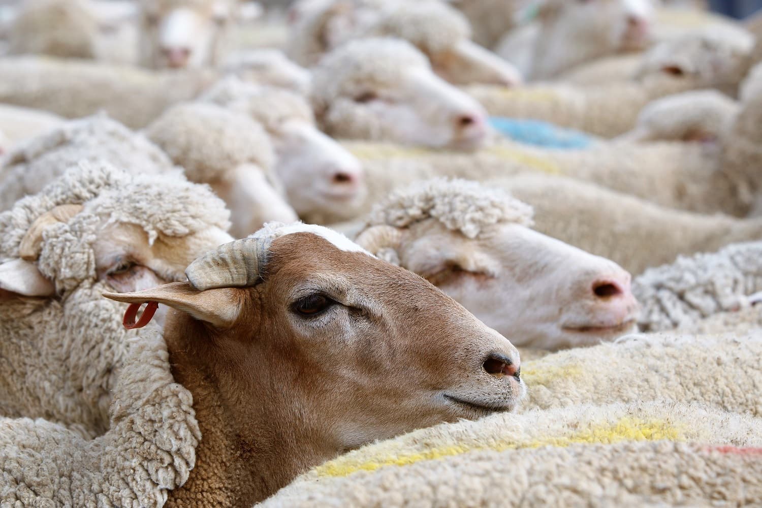 القبض على سارقي 53 رأسًا من الأغنام في إربد