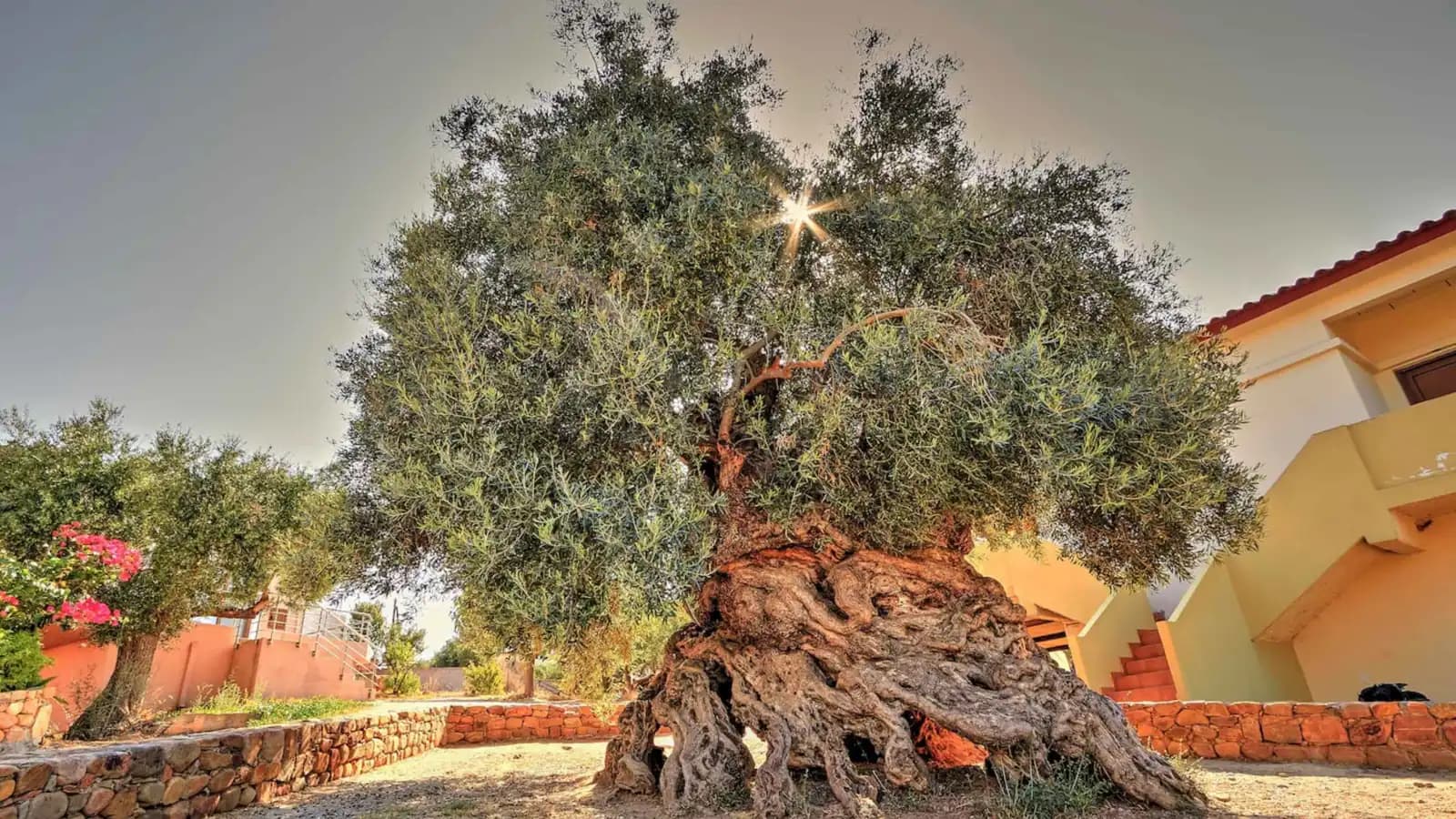 بعد 3 آلاف عام.. أقدم شجرة زيتون في العالم لا تزال مثمرة