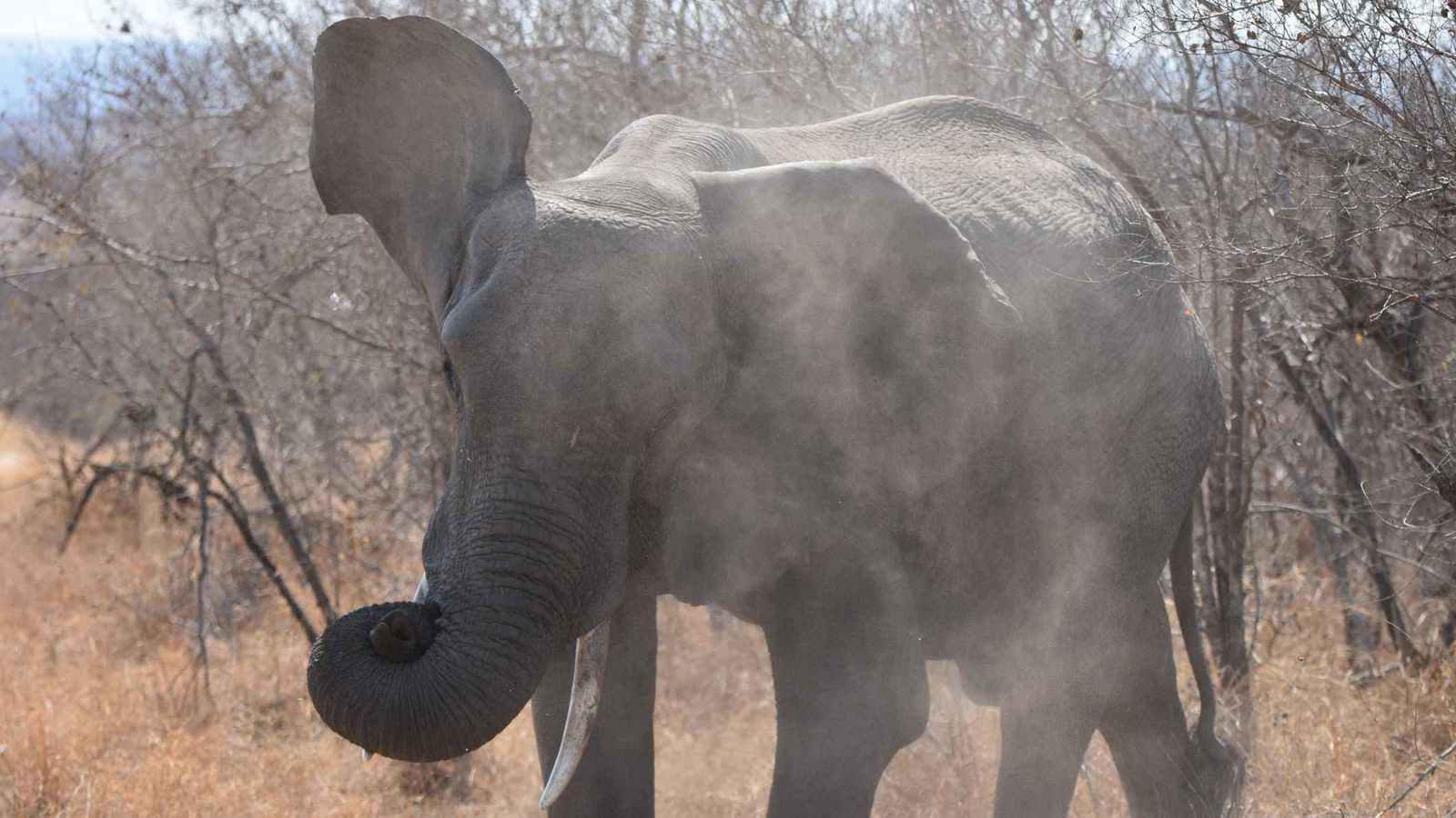 فيل يقتل 17 شخصًا منذ بداية 2026 في الهند