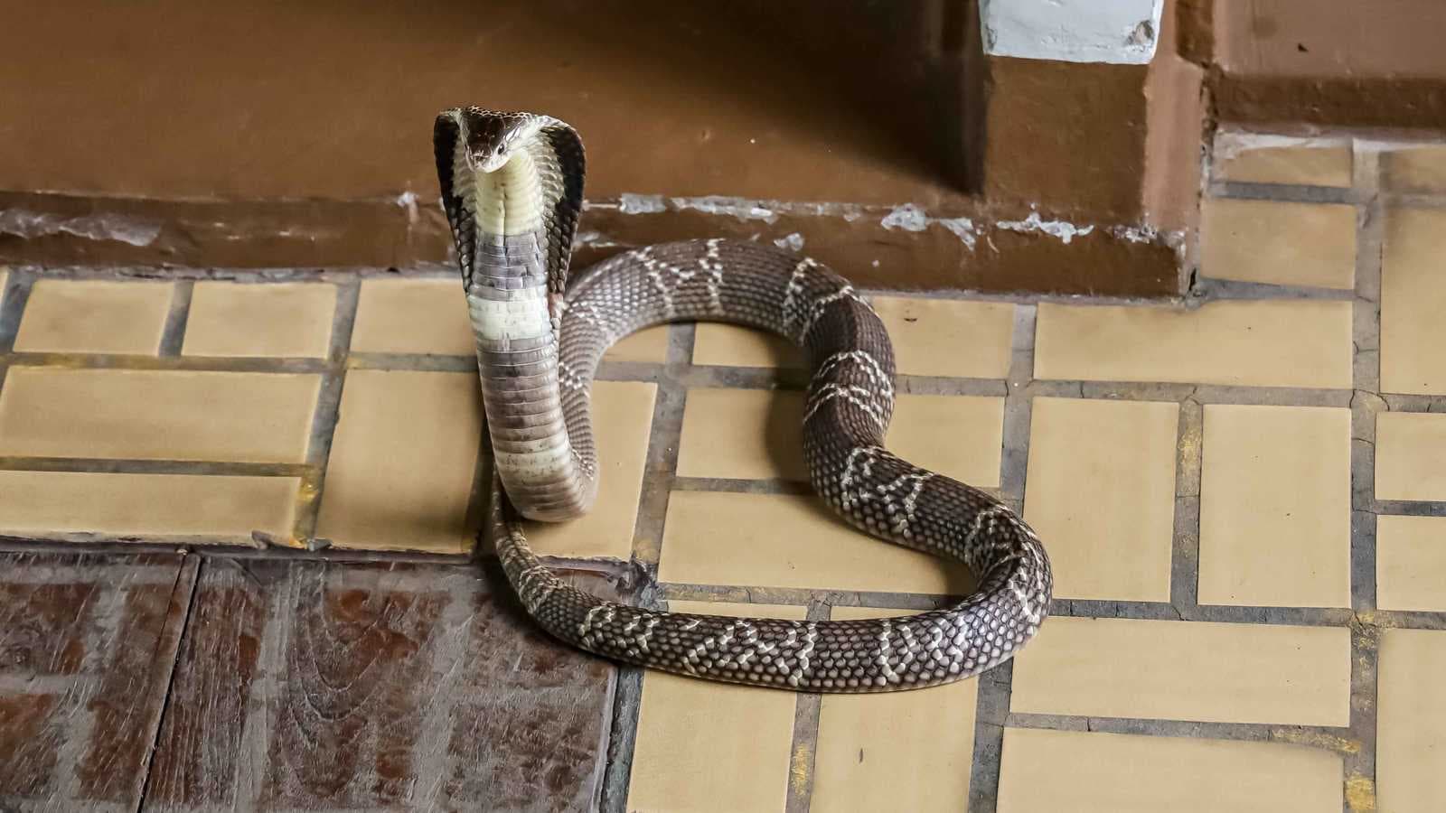 شقيقان يقتلان والدهما باستخدام ثعبانين سامّين