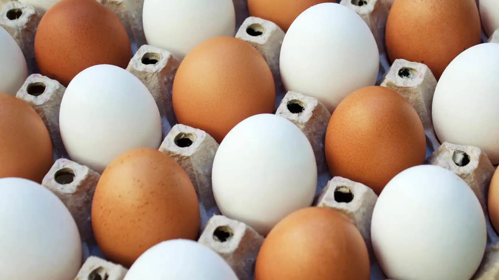 البيض البني أم الأبيض.. أيهما الأفضل لصحتك؟