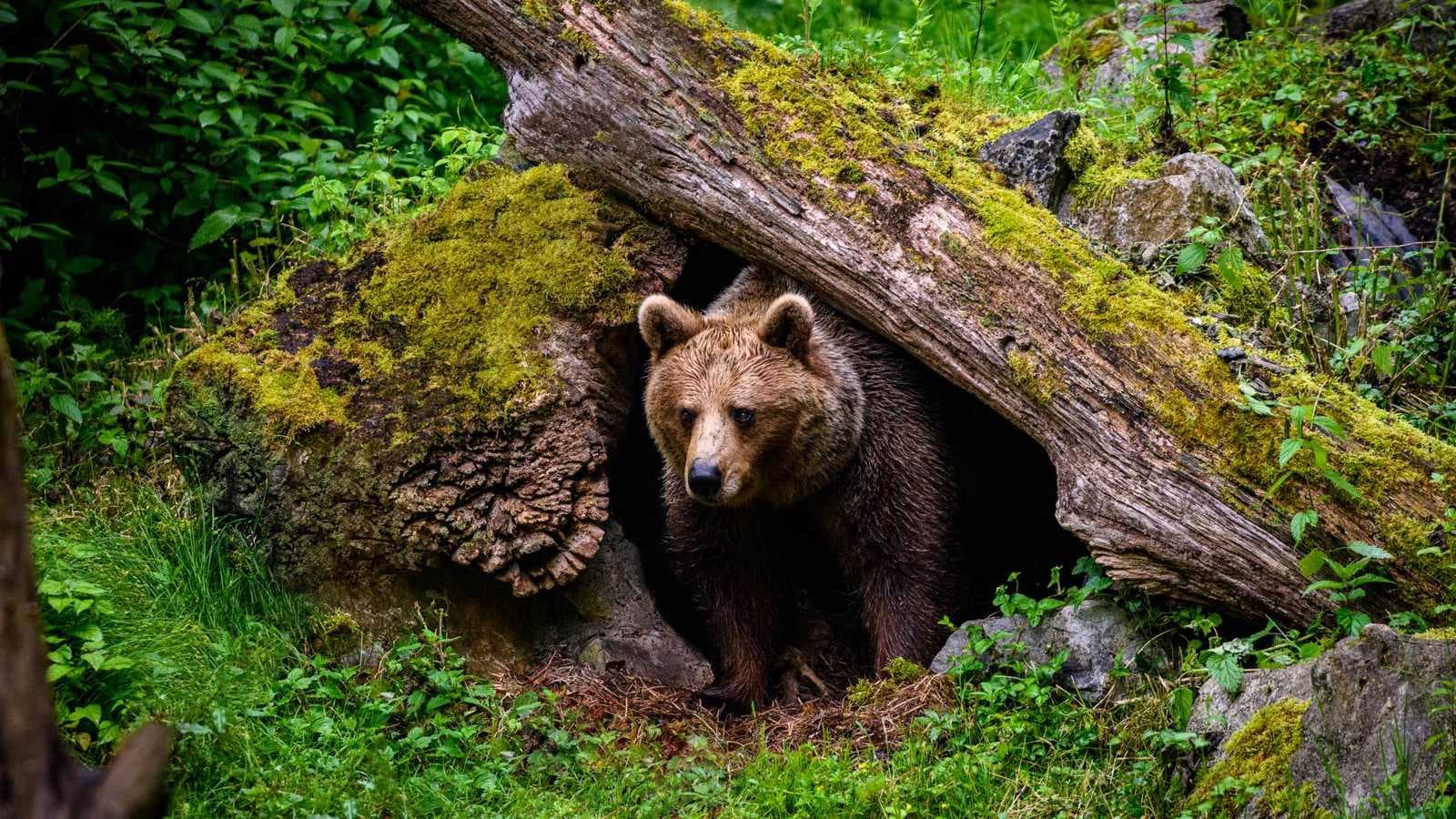 استخراج عصارة مرارة الدببة يثير الجدل في كوريا الجنوبية.. ما القصة