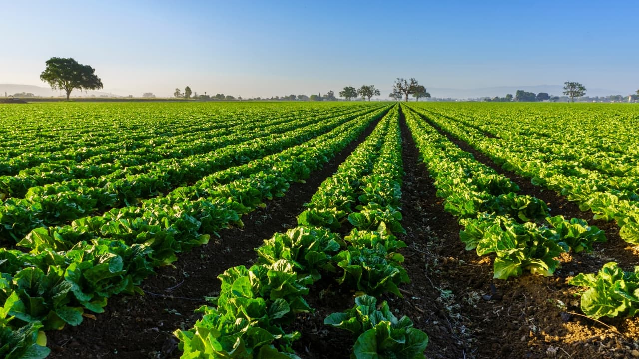 الياسين: إذا استمر وضع المزارع على حاله فسنشهد كارثة غذائية ولن نجد "البندورة والخيار"