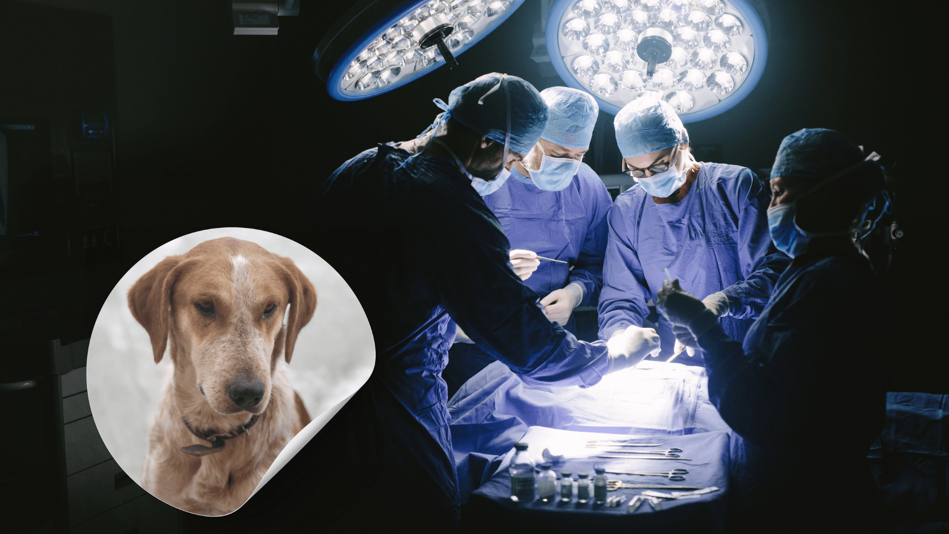 كلب ضال يشوّه وجه طفل في إربد ومصدر طبي يوضح